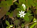 Northern starflower, Cabin Island